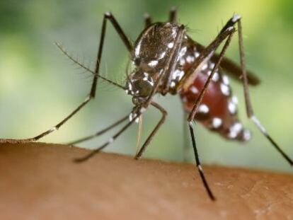 Femella del mosquit tigre portador del virus Chikungunya i la malària.