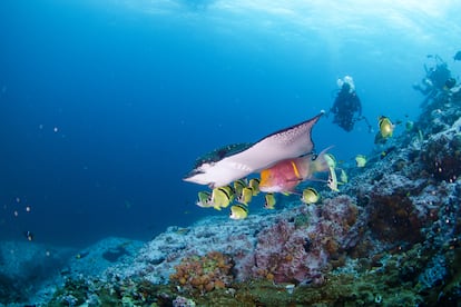 Pristine Seas en isla de Malpelo, Colombia