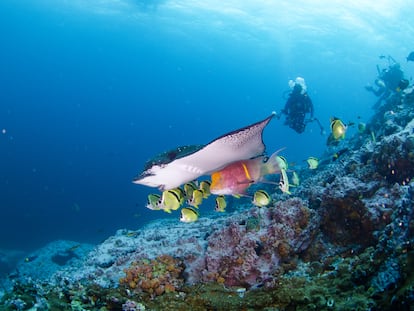 Buzos de Pristine Seas observan una mantarraya en las aguas del océano Pacífico, cerca a la isla de Malpelo, Colombia.