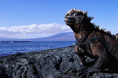 La iguana marina de las Galápagos es la única de su especie que entra en el mar (se alimenta de algas y puede bucear hasta 10 minutos).