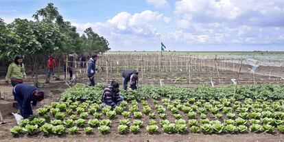 Trabajadores en un huerto ecolgico en Andaluca. El 50% de toda la superficie dedicada en Espa?a a la agricultura y la ganadera ecolgica, es decir, ms de 800.000 hectreas, se encuentra en esta comunidad autnoma.