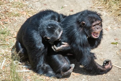 A chimpanzee comforts another after a tense moment.