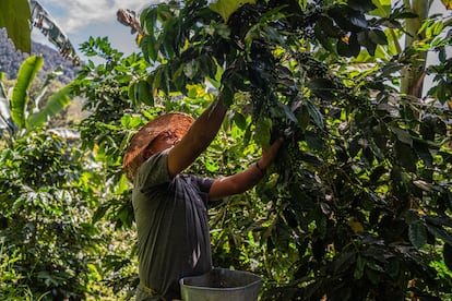 cosecha de café en colombia