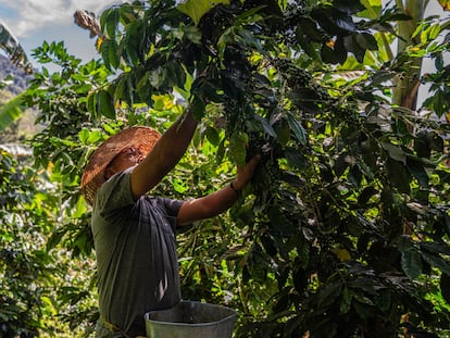 Un agricultor recolecta granos de café en Ciudad Bolívar (Colombia), en julio de 2023.