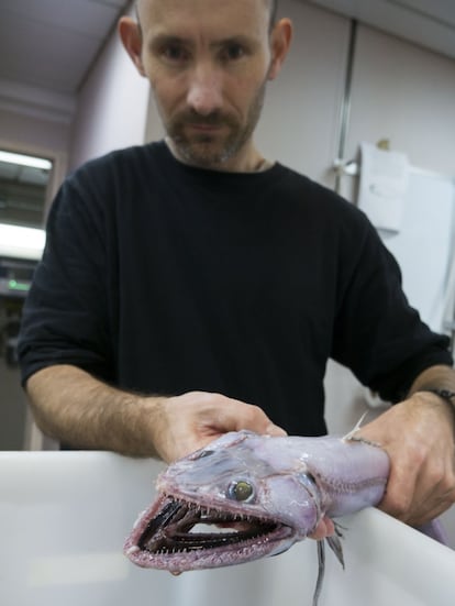 No es fácil ser el depredador alfa entre los 1000 y los 2500 metros de profundidad, pero si la mandíbula del 'pez lagarto' te atrapa, no habrá forma de escapar. La evolución en los abismos oceánicos obliga a maximizar los recursos, hasta el punto de que esta especie es hermafrodita.