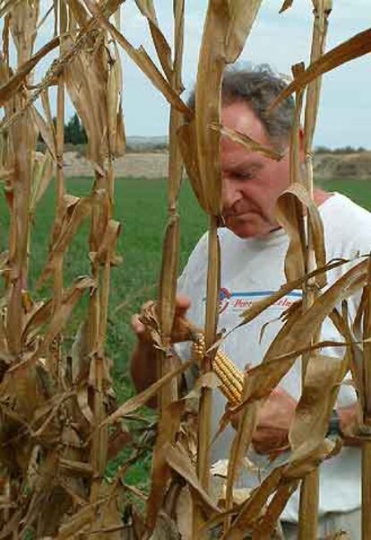 El agricultor Antonio Mejoral, junto a unas plantas de maíz.