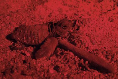 Una cría de tortuga boba se dirige hacia el mar en la playa de la Conca, en Malgrat de Mar, bajo la luz roja utilizada para calentarla.