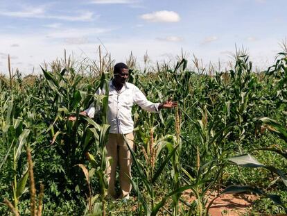 Israel Pasipanodya Mushore, de 60 años, levanta sus manos con pesar al observar su campo de maíz, donde esta temporada no ha logrado una buena cosecha debido a la escasez de lluvias, en Nyabira, cerca de Harare, marzo de 2020. A este hombre se le asignó la granja y una parcela durante el programa de reforma agraria de Zimbabue.