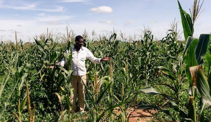 Israel Pasipanodya Mushore, de 60 años, levanta sus manos con pesar al observar su campo de maíz, donde esta temporada no ha logrado una buena cosecha debido a la escasez de lluvias, en Nyabira, cerca de Harare, marzo de 2020. A este hombre se le asignó la granja y una parcela durante el programa de reforma agraria de Zimbabue.