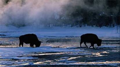 Búfalos en Yellowstone, el parque nacional más antiguo del mundo (desde 1872), que atrae actualmente unos tres millones de visitantes al año.