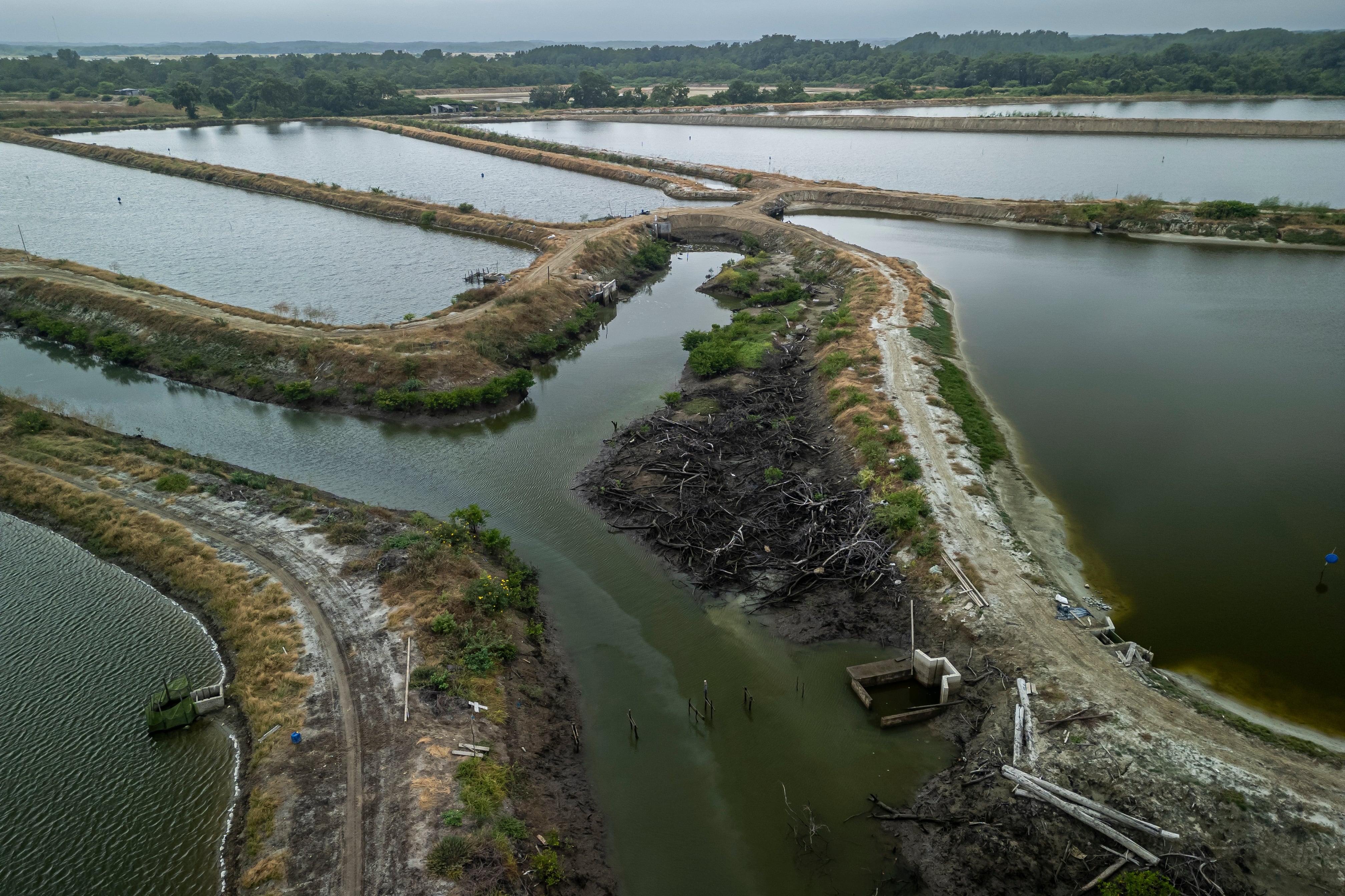 Destrucción silenciosa: los manglares siguen pagando el precio del auge camaronero en Ecuador