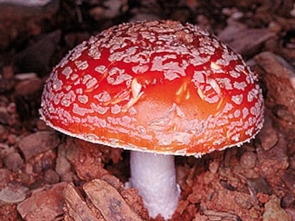 Ejemplar de <i>Amanita muscaria.</i>