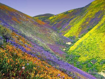 Citas con las flores: los 20 mejores lugares para recibir la primavera