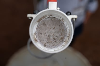 El dengue, la zika y la chikungunya son enfermedades  transmitidas principalmente por el mosquito aedes aegypti, causan graves afectaciones sobre la salud y bienestar de las personas.
