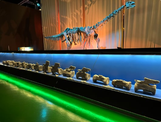 Huesos originales del diplodocus de El Castellar (parte inferior de la fotografía) expuestos en el Museo Aragonés de Paleontología.