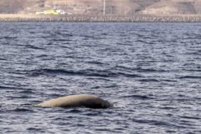 Vista del lomo de un zifio, muy cerca del muelle de Morro Jable donde atracan el fast-ferry de Fred Olsen, entre otras embarcaciones, lo que da una idea de la cercanía a las costas de Fuerteventura y Lanzarote de estos animales así como de los cachalotes, y del peligro real al que están expuestos.