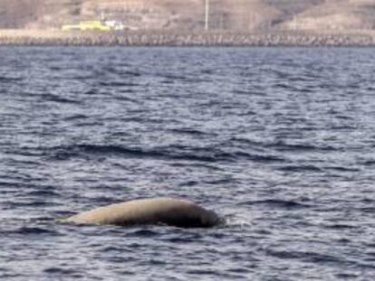 Vista del lomo de un zifio, muy cerca del muelle de Morro Jable donde atracan el fast-ferry de Fred Olsen, entre otras embarcaciones, lo que da una idea de la cercanía a las costas de Fuerteventura y Lanzarote de estos animales así como de los cachalotes, y del peligro real al que están expuestos.