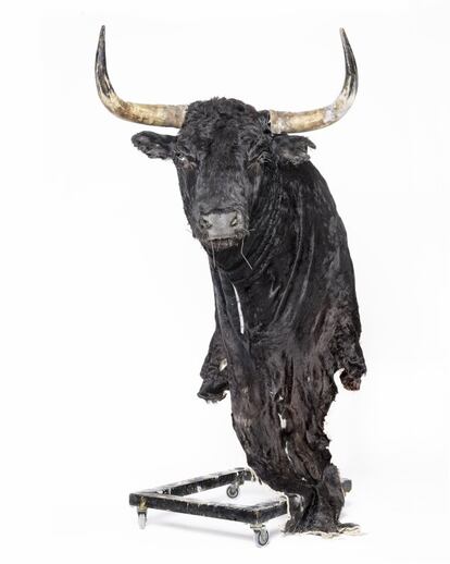 'Tuerto', nº 40. Ganadería La Cardenilla. Soltado en Illescas (Toledo). <p> El toro bravo adquiere una dimensión totémica cuando el taxidermista se ocupa de la “autopsia”, del pasaje hacia la inmortalidad. Más que disecar la cabeza de un animal, se trata de proporcionarle un espacio de mitificación, cuando no de idolatría. La cabeza de un toro se corta por la belleza del animal, pero acostumbran a privilegiarse los toros de triunfo o de tragedia. Ejemplares ilustres. Todavía cuelga en el museo de Las Ventas la testa de Perdigón, el ejemplar de Miura que acabó con la vida de El Espartero. Porque la cabeza del toro no es un trofeo de caza anónimo, ni tampoco un botín de guerra. Representa el culto a la fertilidad del dios Apis. Describe la devoción a Júpiter convertido en toro y evoca el último requiebro del laberinto del Minotauro. Es un símbolo aglutinador de la cultura mediterránea. Una advocación pagana que sugestiona al feligrés en su mezcolanza de poder, belleza y cornamenta de puntas de caramelo. Toros con nombre y con memoria. Símbolos inmortales que nos escrutan con sus ojos de cristal y que amenazan el insomnio de los toreros. Por <b>RUBÉN AMÓN</b>