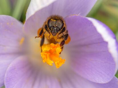 Las abejas utilizan sus antenas como sus principales órganos sensoriales, con las que reciben información sobre la luz, los olores y las vibraciones de su entorno.