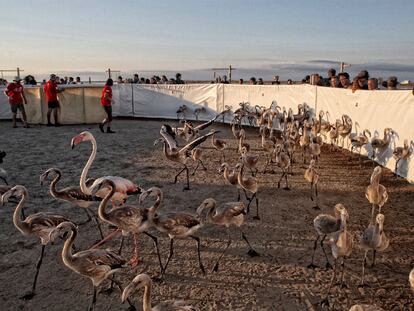 Una 'matrícula' para los flamencos del delta