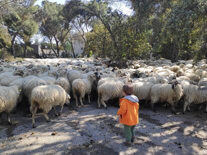 Un niño tutelado por la Comunidad de Madrid en el entorno natural de La Casita, en una imagen cedida por un educador.