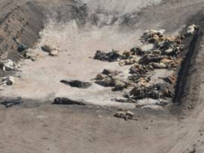 Vista de una fosa donde los ganaderos llevan sus reses muertas a causa de la falta de agua y alimento por las intensas sequías en el municipio de Santa Clara (México). EFE/Archivo