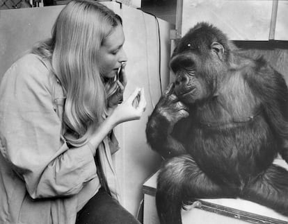 Koko the gorilla with trainer Penny Patterson