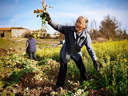 A finales del mes de marzo se recogen los nabos, que servir&aacute;n de alimento a los animales. Las nabizas se emplear&aacute;n para sopa. Ad&iacute;lia dos Santos Ortega, de ascendencia espa&ntilde;ola, se afana en su huerto de Especiosa (Miranda do Douro).