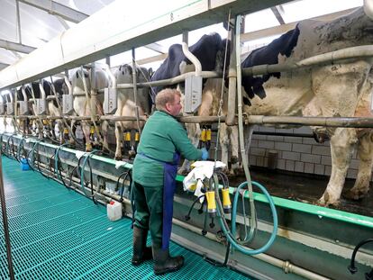 Un ganadero alemán ordeña las vacas de su granja.