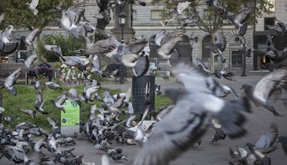 Dispensador de pinso anticonceptiu per a coloms a la plaça de Catalunya.