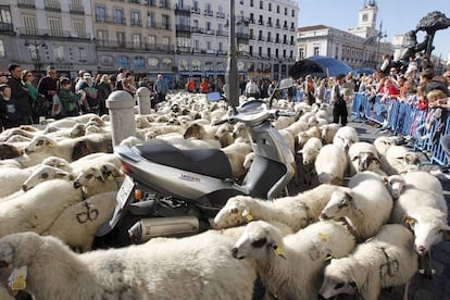 Por un día, los animales han ganado la batalla a la 'fauna' de la ciudad: coches, motos y autobuses. Como se muestra en esta imagen, los que tenían coches o motos aparcadas lo único que podían hacer era esperar a que el rebaño pasara. Hoy las ovejas tenían preferencia.