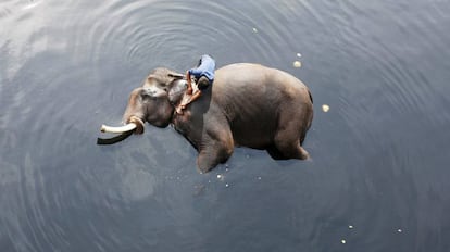 Un cuidador baña a un elefante en el río Yamuna en Nueva Deli (India).
