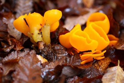 Algunos ejemplares de hongos presentes en el territorio chileno. En la imagen 'Sowerbyella rhenana'.