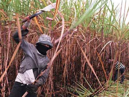Un trabajador corta caña de azúcar en una plantación en São João, 300 kilómetros al norte de Río de Janeiro.