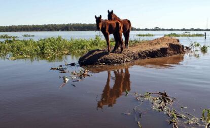 Dos caballos en un barrio inundado en Asunción (Paraguay).