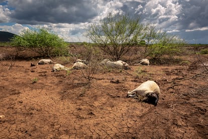 Animales muertos de sed y hambre en el condado de Isiolo, en el centro de Kenia.
