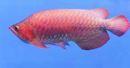 Un ejemplar de pez arowana nada en un estanque de agua.