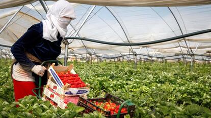 A woman collects strawberries in the southern Spanish province of Huelva.