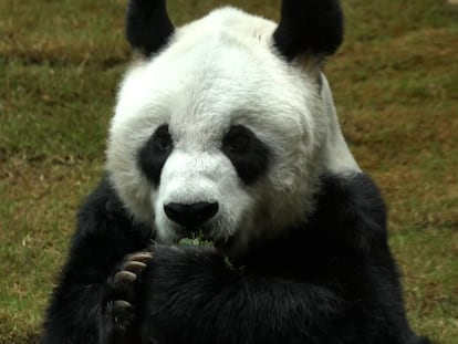 El panda An An, en Ocean Park (Hong Kong).