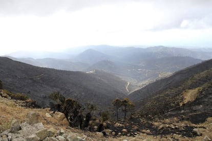 Zona quemada en Monda tras el incendio forestal de Sierra Negra, en  el municipio malague&ntilde;o de Co&iacute;n  (M&aacute;laga).