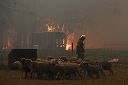 Un rebaño de ovejas huyen de un fuego cerca de la ciudad de Tahmoor, en Nueva Gales del Sur (Australia). El Estado más poblado de Australia, Nueva Gales del Sur, declaró un estado de emergencia de siete días el jueves debido a la ola de incendios forestales.