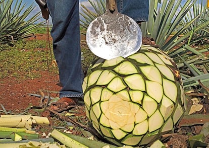 Una piña de la planta tras ser desprendida de las pencas con un machete.