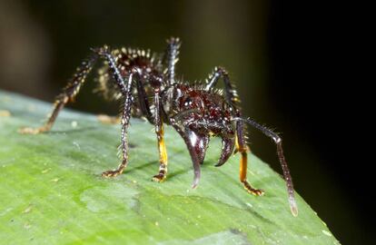 La hormiga bala o paraponera produce picaduras terriblemente dolorosas.