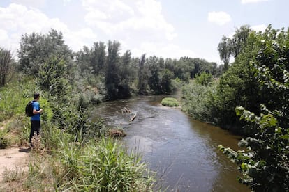 El río Jarama a su paso por Rivas-Vaciamadrid, donde prolifera la mosca negra.