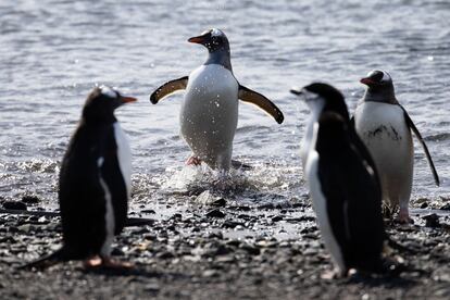 Varios pingüinos en la bahía de Fildes, en la isla Rey Jorge, territorio antártico chileno.