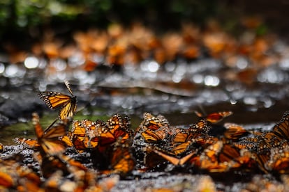 Mariposa Monarca