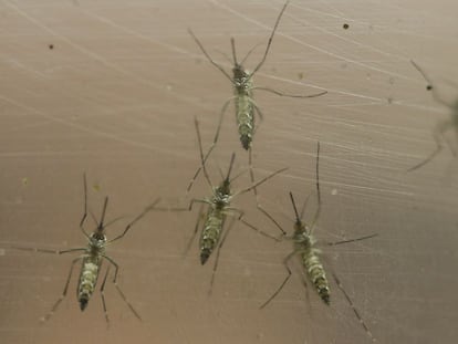 El mosquito Aedes aegypti.