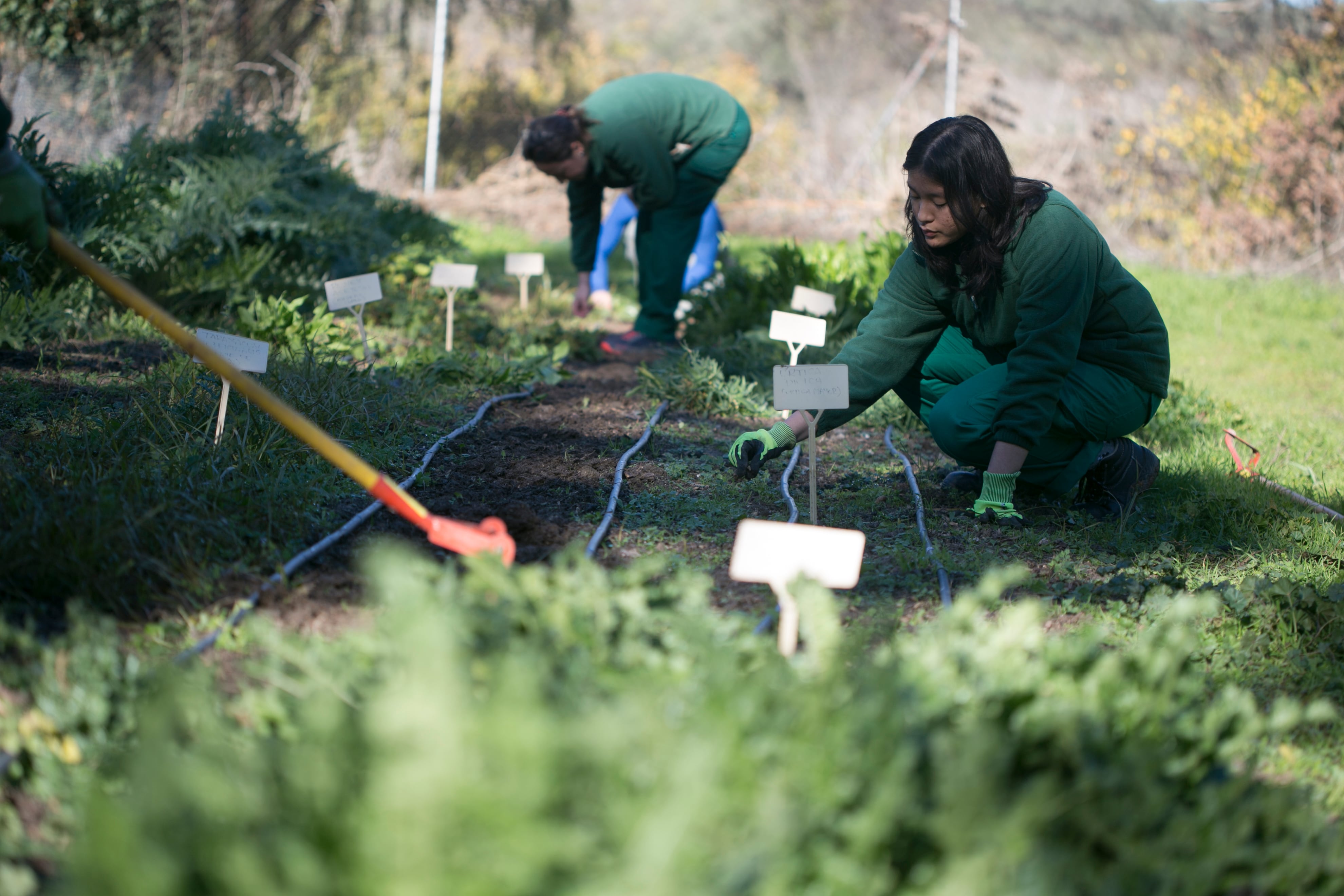 Estudiantes del Centro de Capacitación Agraria de Villaviciosa de Odón, en la Comunidad de Madrid, trabajan en la huerta donde cultivan plantas silvestres comestibles.