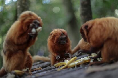 Un grupo de monos de la especie tamarino león dorado, en peligro de extinción y una de las especies más emblemáticas de Brasil.