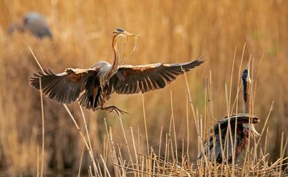 Una garza imperial (ardea purpuera) en Waghaeusel, cerca de Karlsruhe (Alemania), esta mañana.